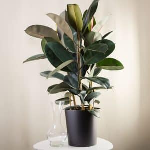 Fikus (Gumijevac) -  Ficus elastica 'Abidjan'