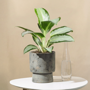 Aglaonema - Aglaonema Lemon Mint