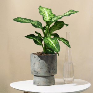 Difenbahija - Dieffenbachia Mars