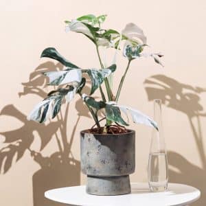 Monstera - Monstera Deliciosa Variegata