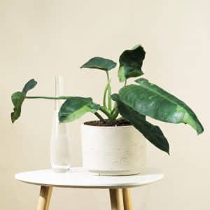 Filodendron - Philodendron "Jose Buono"