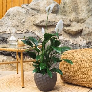 Spatifilum (Mirni ljiljan) - Spathiphyllum "Vivaldi"